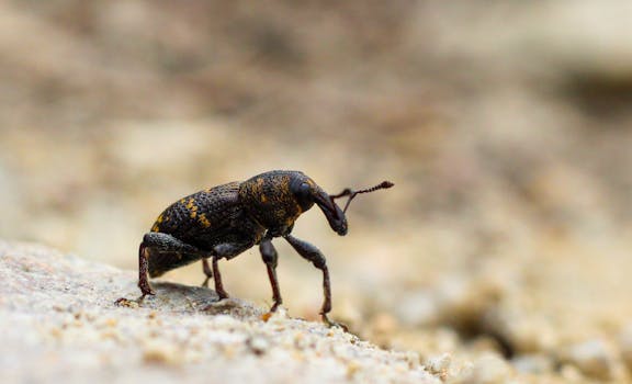 Navigating the Legal Landscape: The Evolution of Online Betting in the Czech Republic